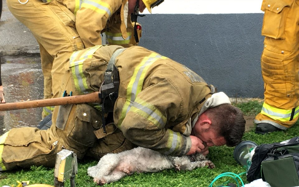 Cane salvato dai pompieri con la respirazione bocca a bocca
